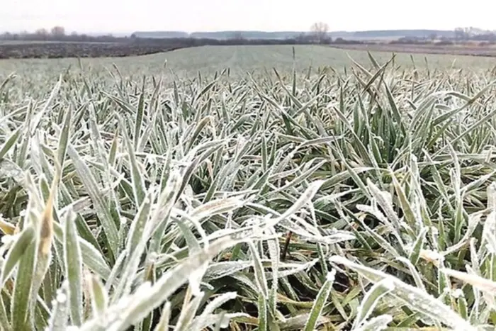 50% of winter crops sown were affected by frosts