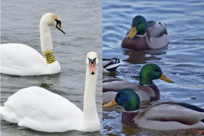 The State Consumer Service is shooting wild birds
