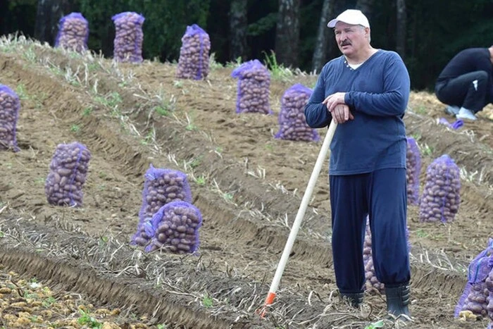 В Беларуси исчезает картошка