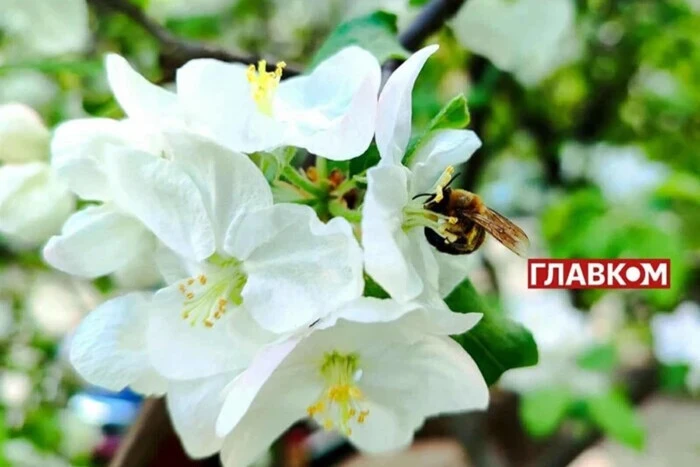 An manchen Orten Regen und bis zu +17°: Wettervorhersage für den 14. Mai