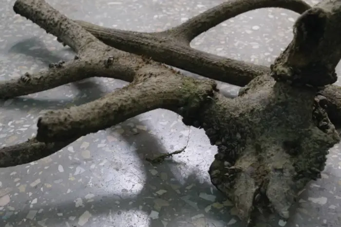 Antlers of a deer found on Khortytsia, which lived on the island three centuries ago (photo)