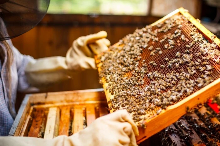 The number of bees in Ukraine has significantly decreased: the reason