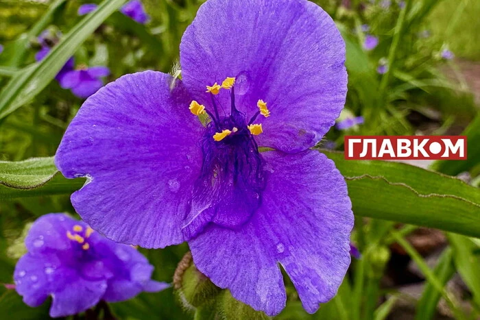 В Україні дощитиме: прогноз погоди на 14 червня