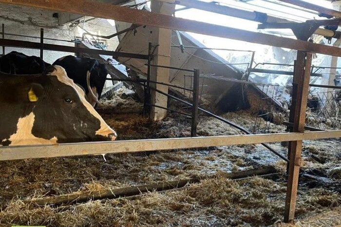 In der Region Charkiw haben die Russen zwei Herden Kühe zerstört