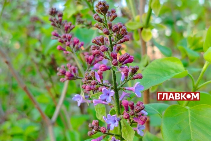Przemienna pochmurność i do +24°: prognoza pogody na 1 maja