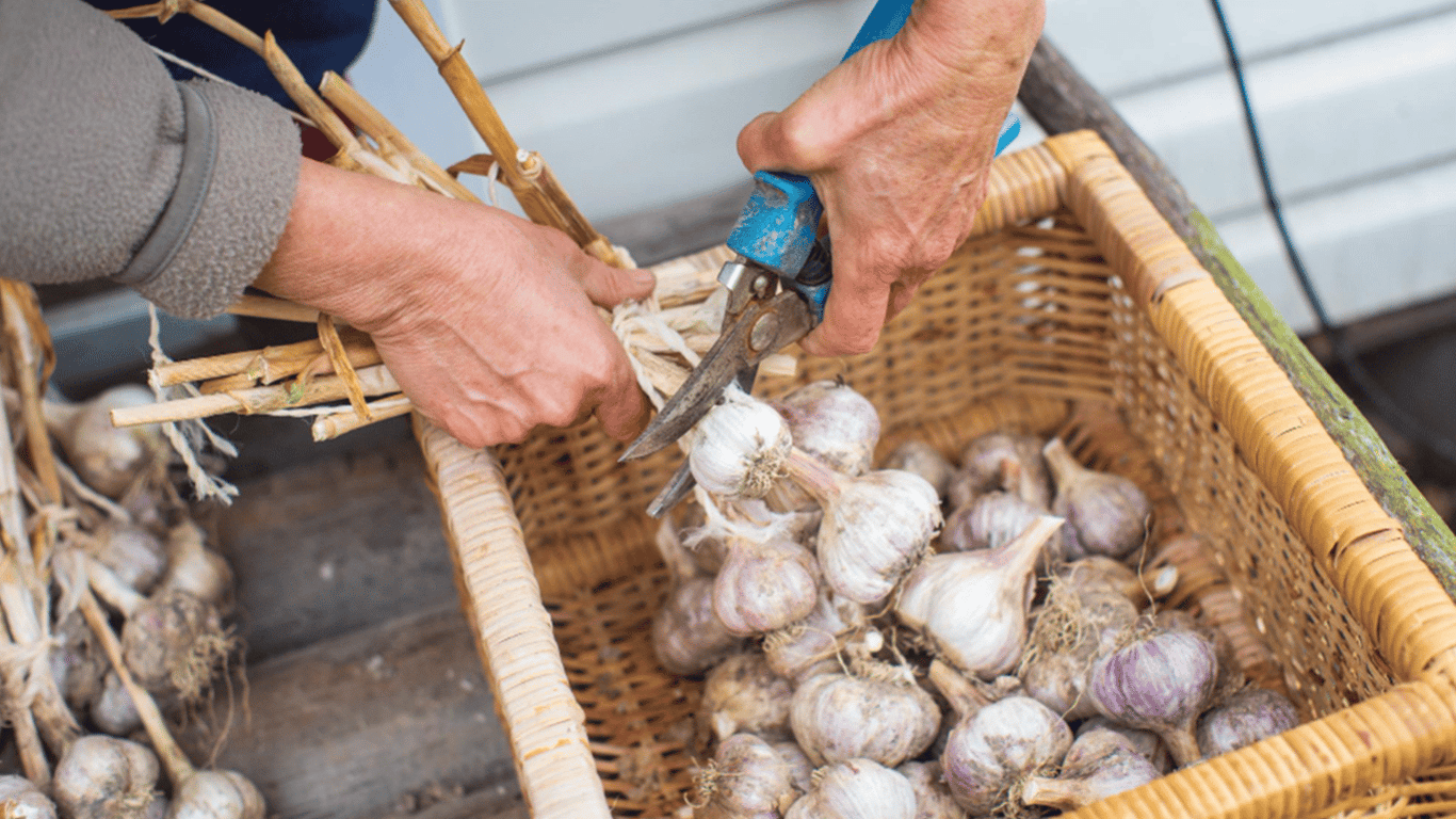 Wie man Knoblauchstängel nach der Ernte richtig schneidet - Tipps