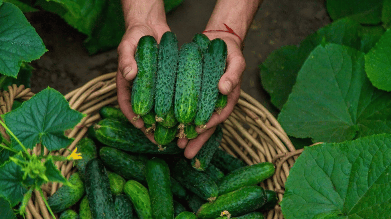 These simple steps will help you continue the fruiting of cucumbers