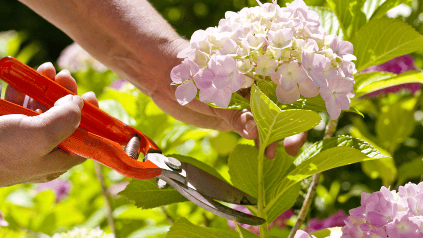 Never prune these flowers in the garden — what and what it threatens
