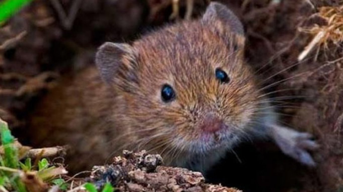 Leptospirosis in Odesa Region - How to Protect Yourself from the Dangerous Disease