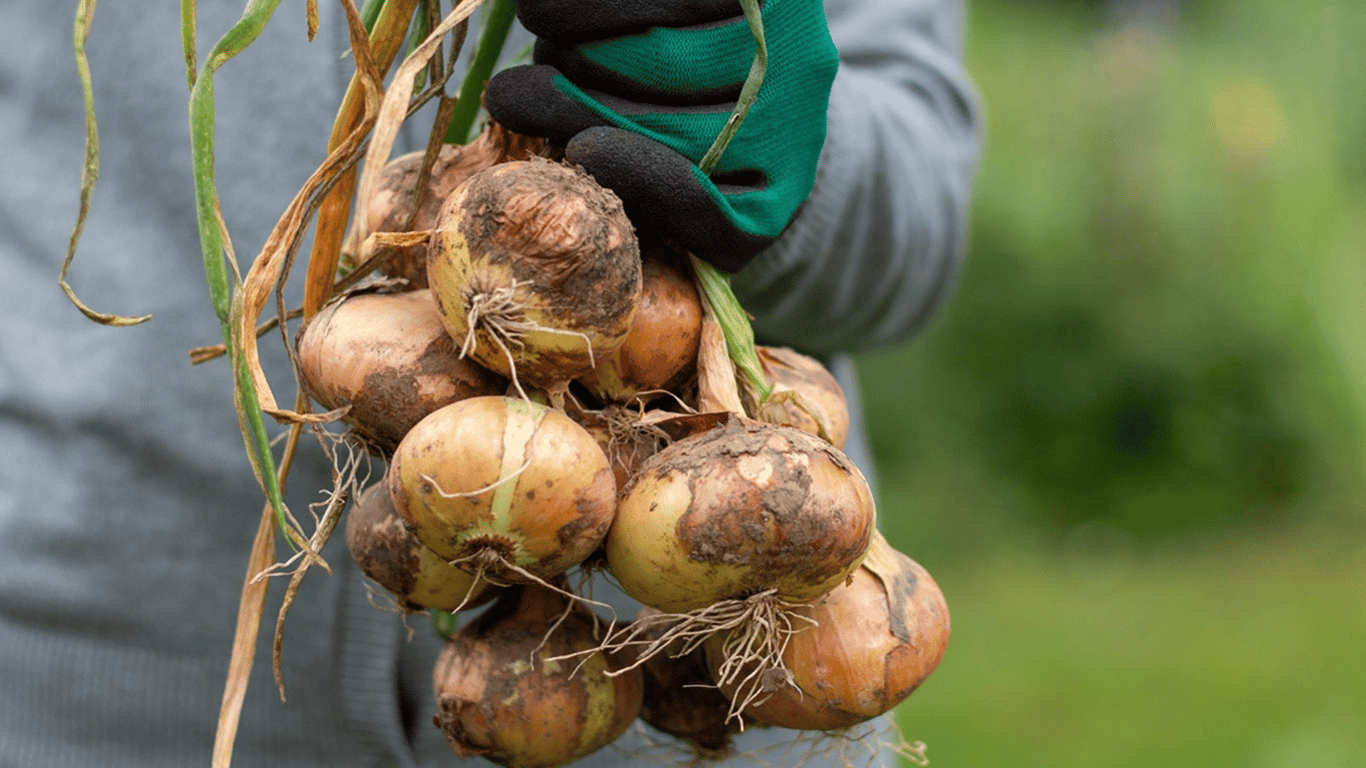 Wann man im Sommer 2025 Zwiebeln im Garten ernten soll - Mondkalender