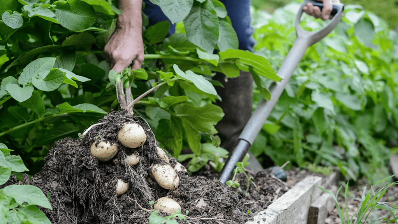Wann man junge Kartoffeln im Garten graben sollte - Anzeichen der Reife